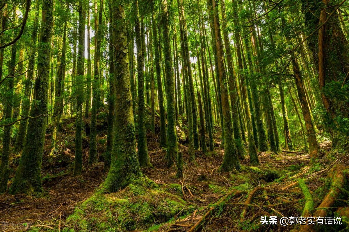 五行是金木水火土还是木火土金水,木火土金水的五行学说你学会了吗