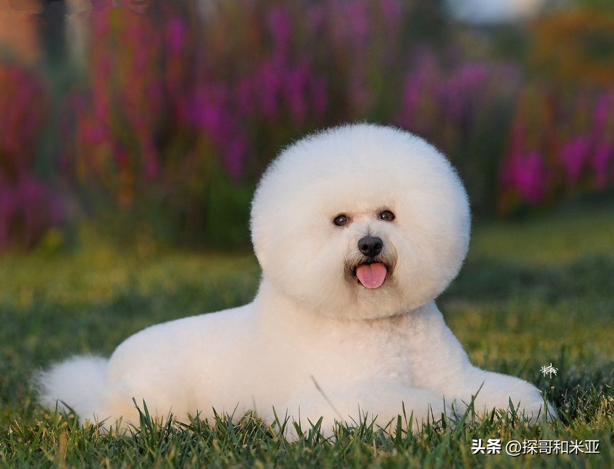 什么狗体味小干净不掉毛,什么狗最干净不掉毛