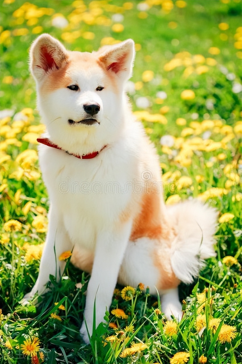 秋田犬为什么叫国家,秋田犬是日本的土狗吗