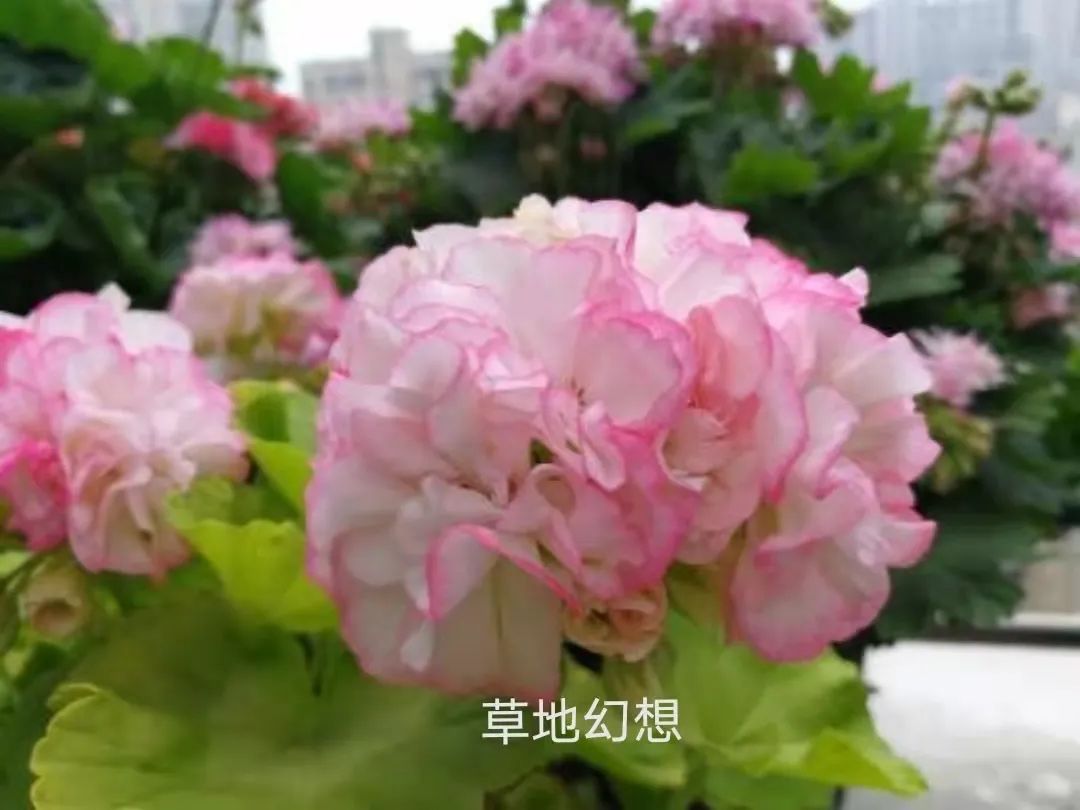 入门天竺葵的扦插方法图解,天竺葵扦插跟绣球扦插方法一样吗