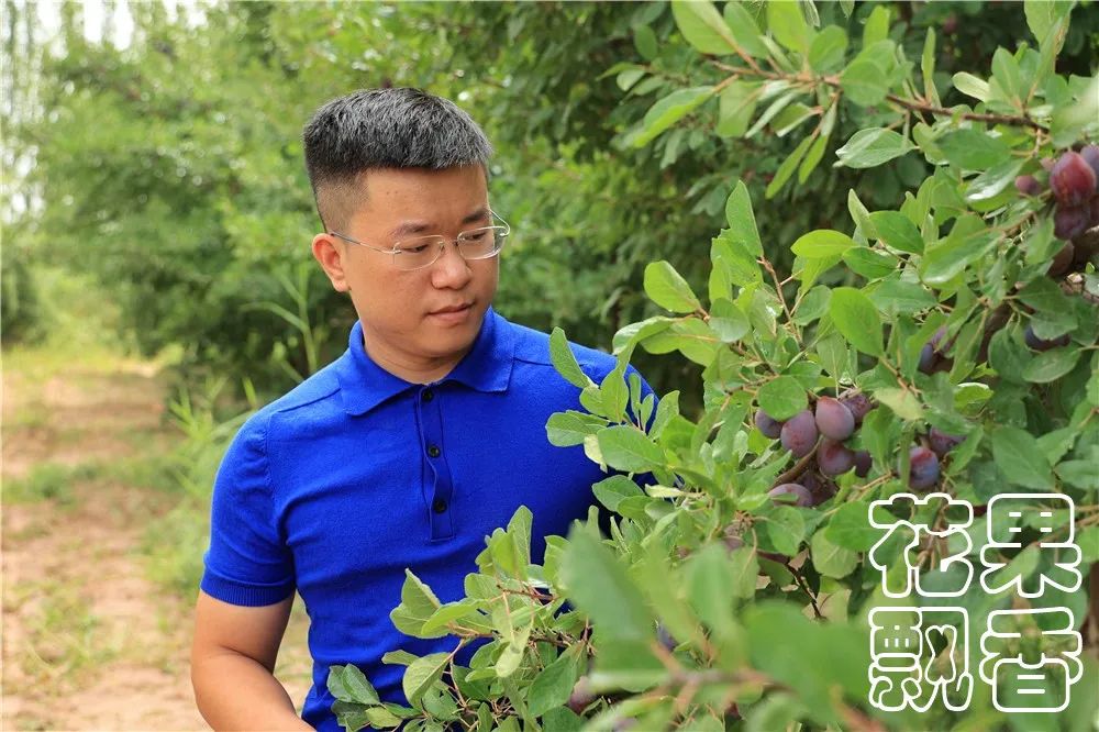 西梅怎么干得比较快呢,关于西梅的知识