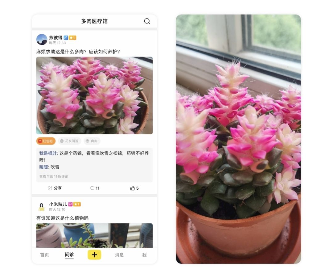 多肉鹿角海棠怎么发软发皱吹雪之松锦如何养护，小贱来解答