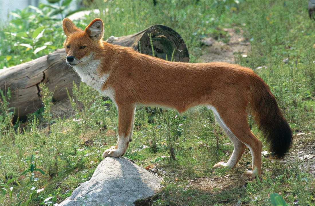 祁连山发现猛兽,祁连山发现300多只野生马鹿