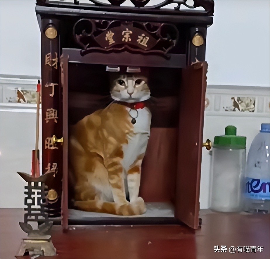 猫拉粑粑拉不出来不吃东西,猫老是叫还到处拉尿怎么办