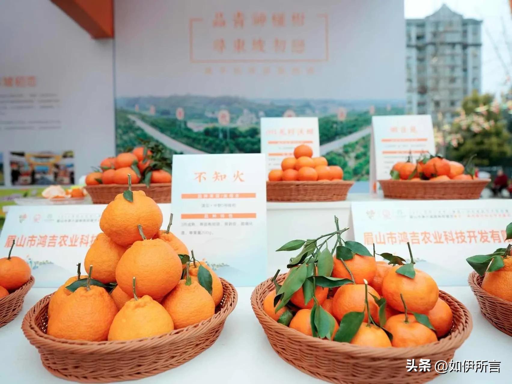 从白领到果二代，依托晚熟优势，回家创业打响丹棱桔橙招牌