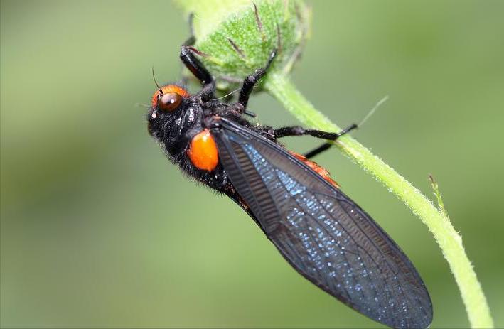 芦笋地里养殖金蝉技术,潍坊金蝉养殖技术