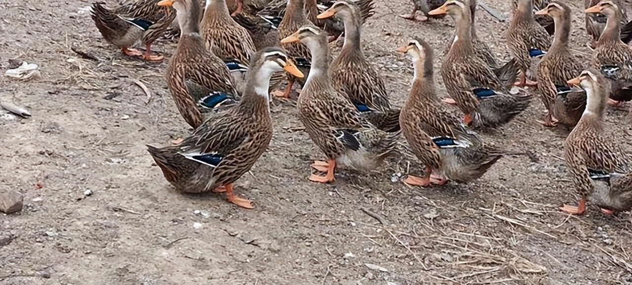 鸭子呼吸道疾病防治方法,夏季鸭病的治疗