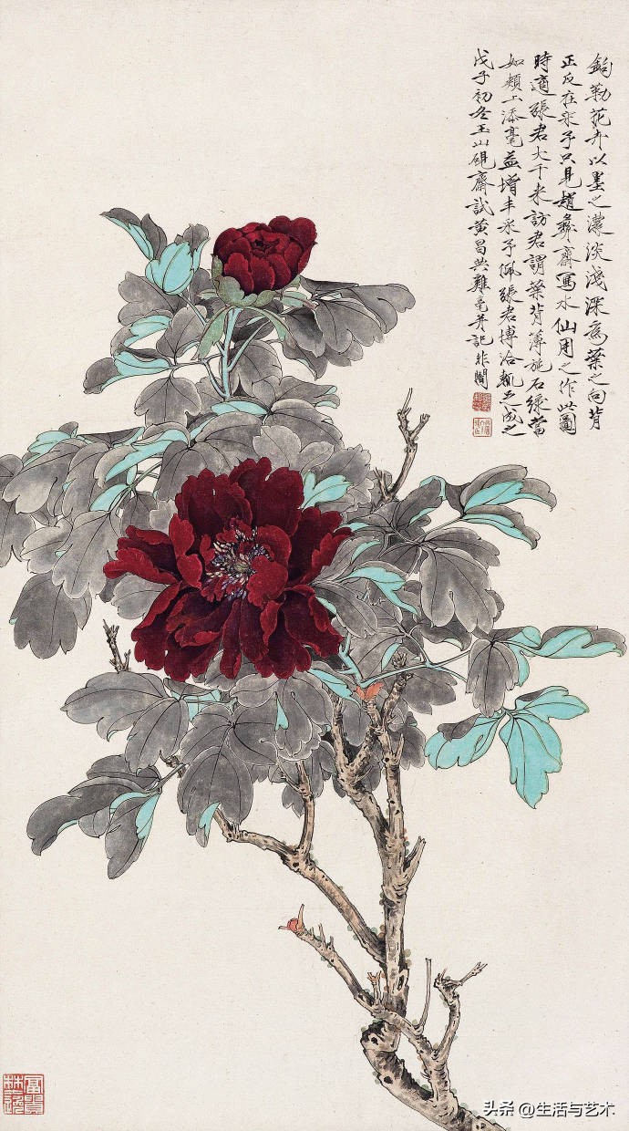 工笔牡丹和鸟白描图片欣赏,王道中工笔牡丹白描稿马蹄莲