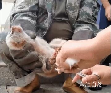 云南蜂猴,蜂猴受伤