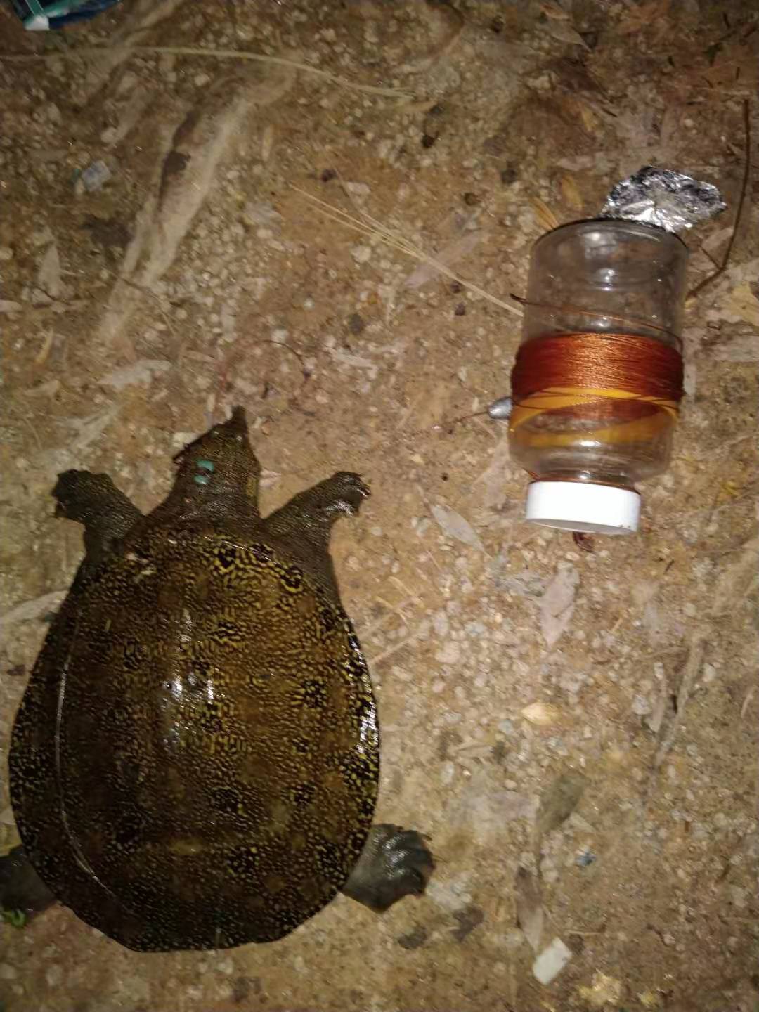 甲鱼咬钩怎么让它松口,甲鱼习性及钓法