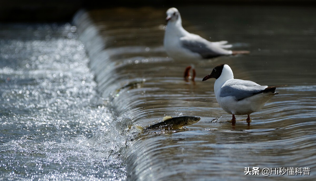 青海湖的救星：3年吃掉7万吨现数量恢复，黑色市场可浮上台面？