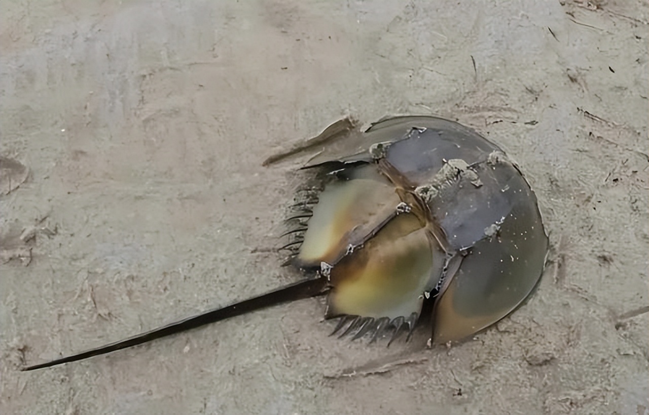 真正属于鱼的动物,长得像鱼却又不是鱼的动物