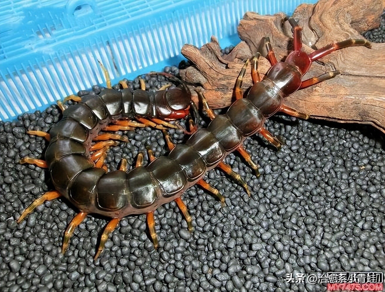 世界上最大的蜈蚣真实存在,蜈蚣咬了起鸡皮疙瘩