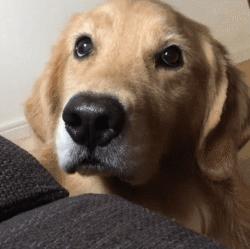 你家狗狗是否很瘦,狗狗运动量不够是不是便便就稀