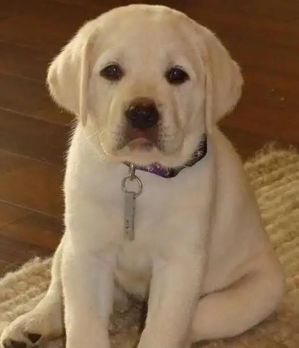 新手养狗适合养拉布拉多吗,养狗的你真的了解拉布拉多吗