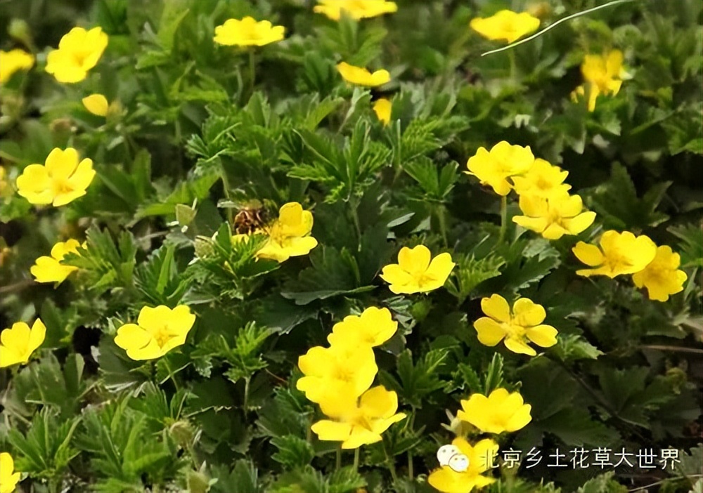 缁挎櫘鏂瑰渾鑺卞崏绉戞妧鏈夐檺鍏徃,缁挎櫘鏂瑰渾