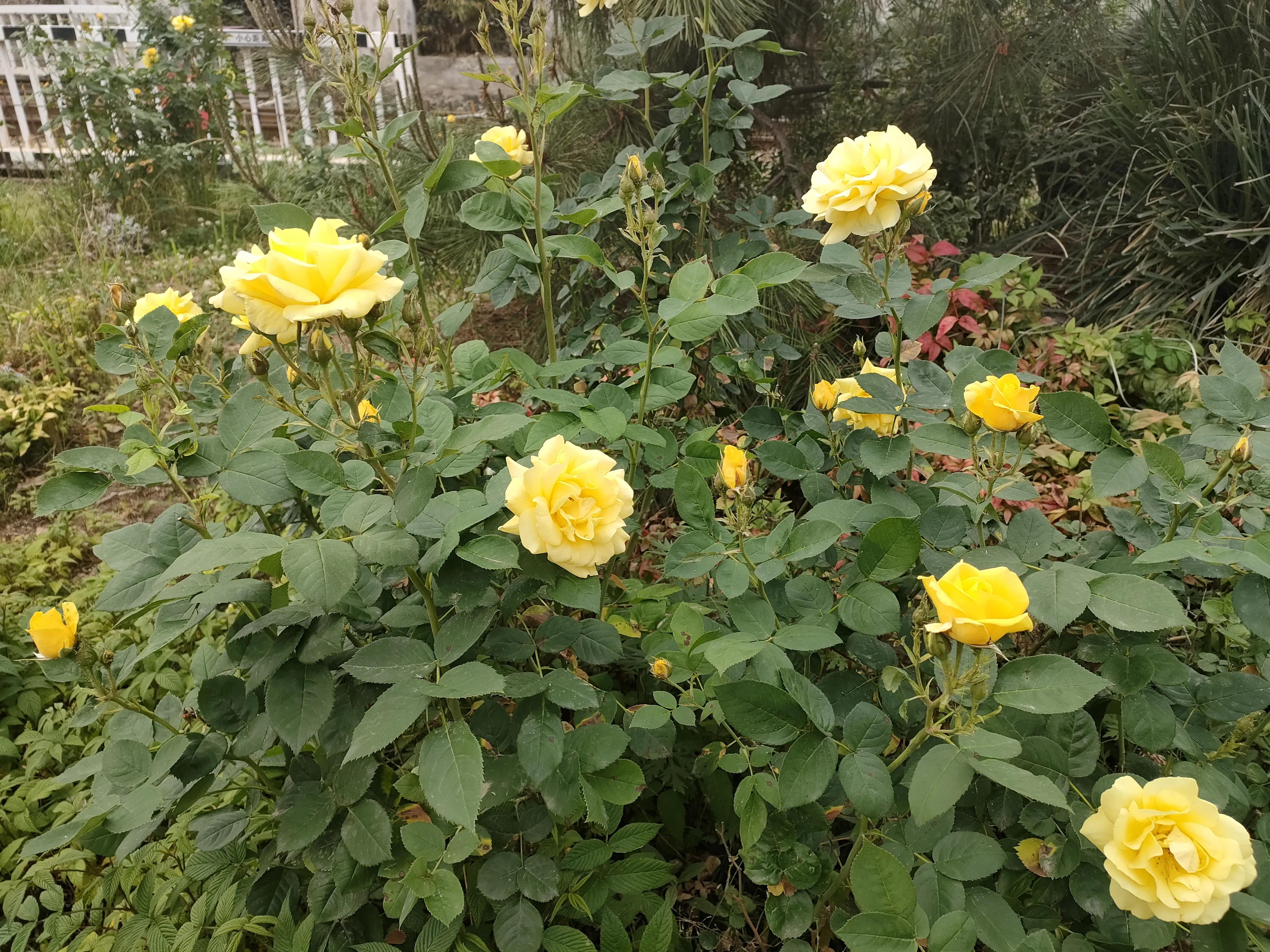 黄玫瑰原唱刀郎,林清玄散文黄玫瑰的心摘抄加赏析