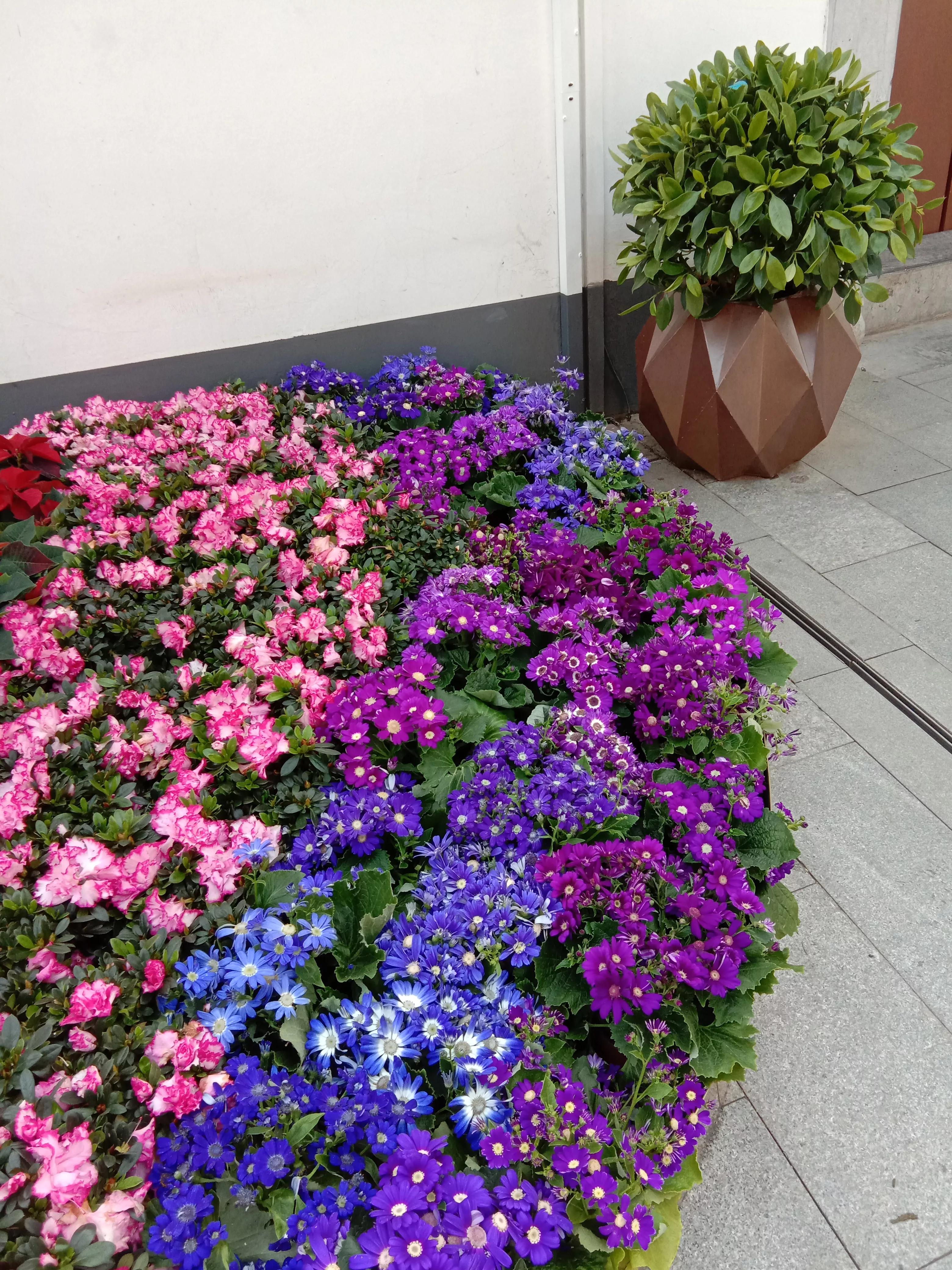 花开花香浓郁,花开花香粤语