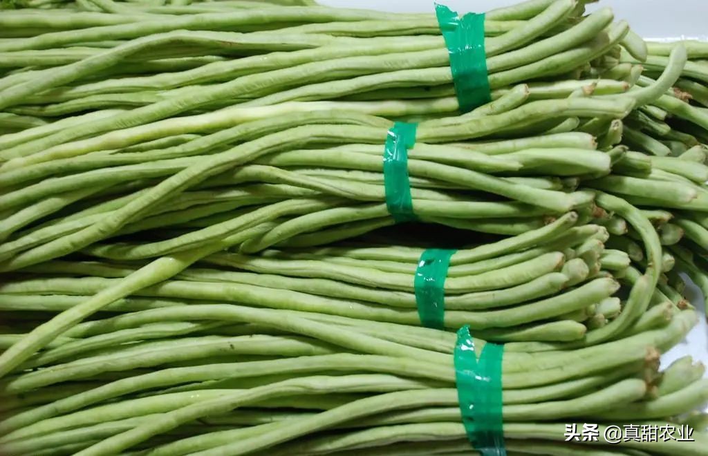 产区上海青触底反弹；销区芥菜来货减少，价格上抬