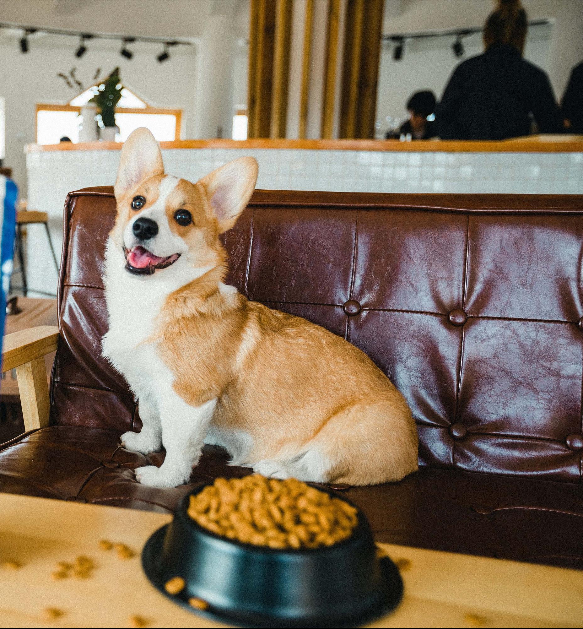 养柯基须知新手必看,养柯基需要戒掉哪些事情