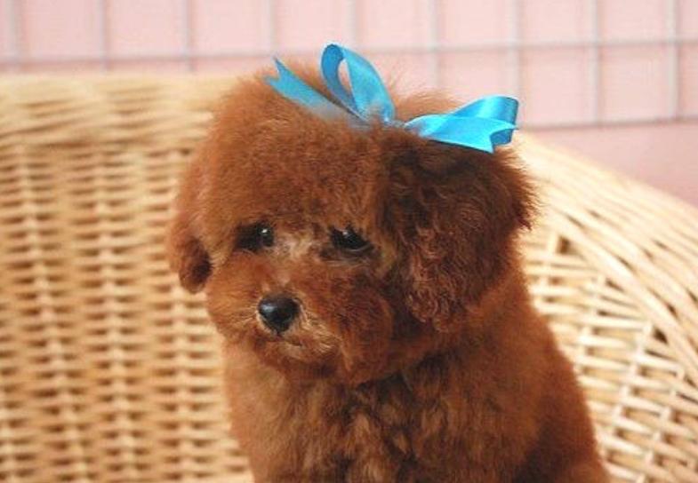 泰迪拉稀怎么办最快最有效,刚接回来的二个月泰迪拉稀怎么办