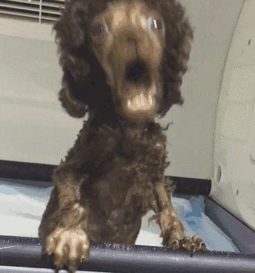 纯种泰迪和不纯种泰迪犬图片,你家泰迪多重