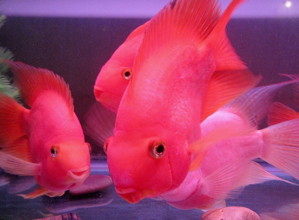 基因缺陷的人造杂交鱼，竟给台湾省赚到20亿外汇？背后真相太残忍