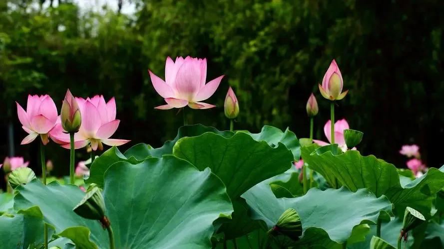 描写春天景色的简短语句或诗词,描写春天的景色的句子和诗句