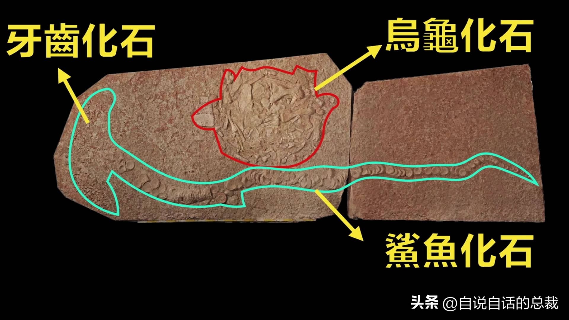 龟蛇大战巨龟视频,罕见别致的龟蛇大战