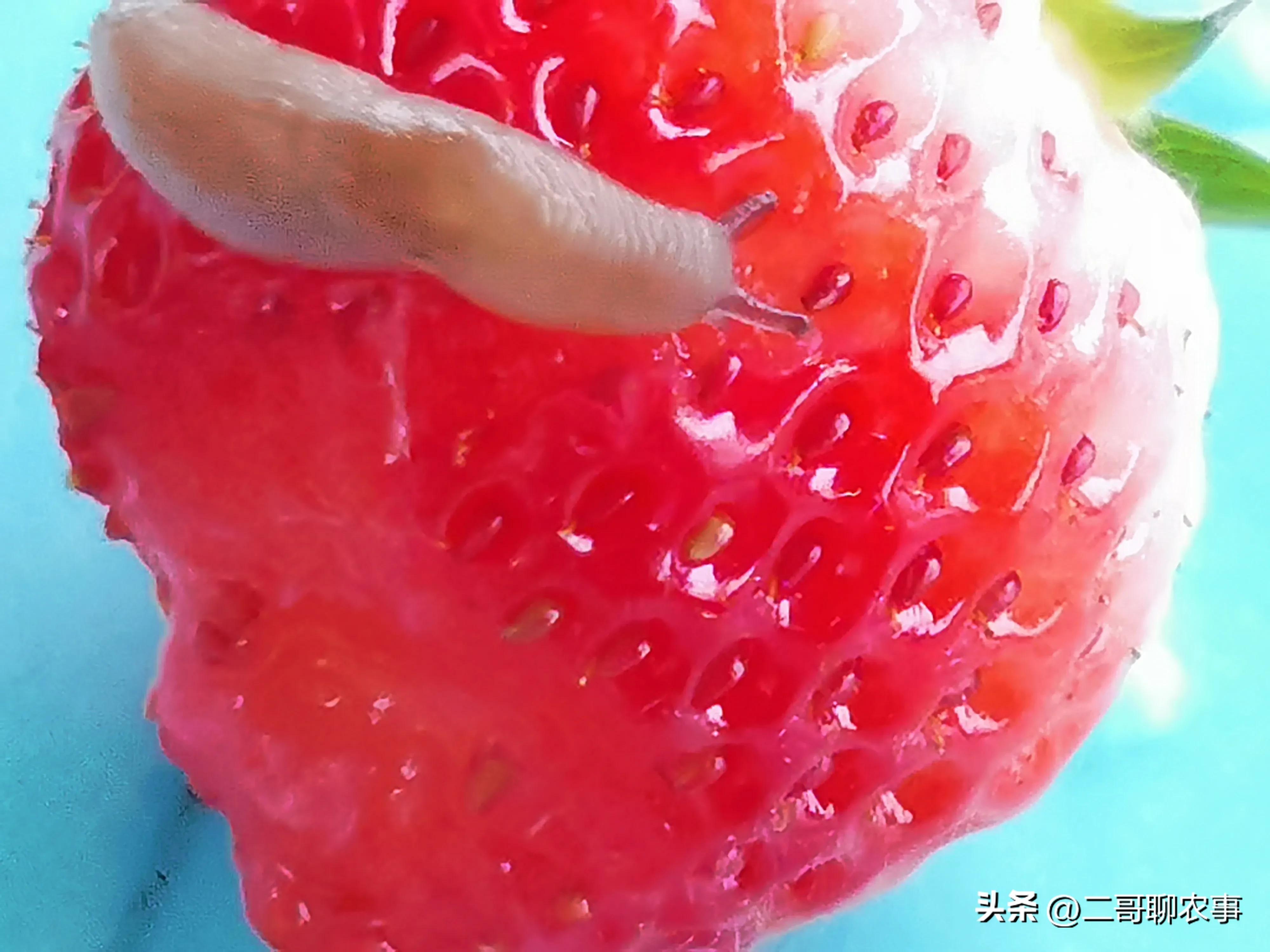 大棚草莓被偷吃视频,大棚草莓果子小怎么办