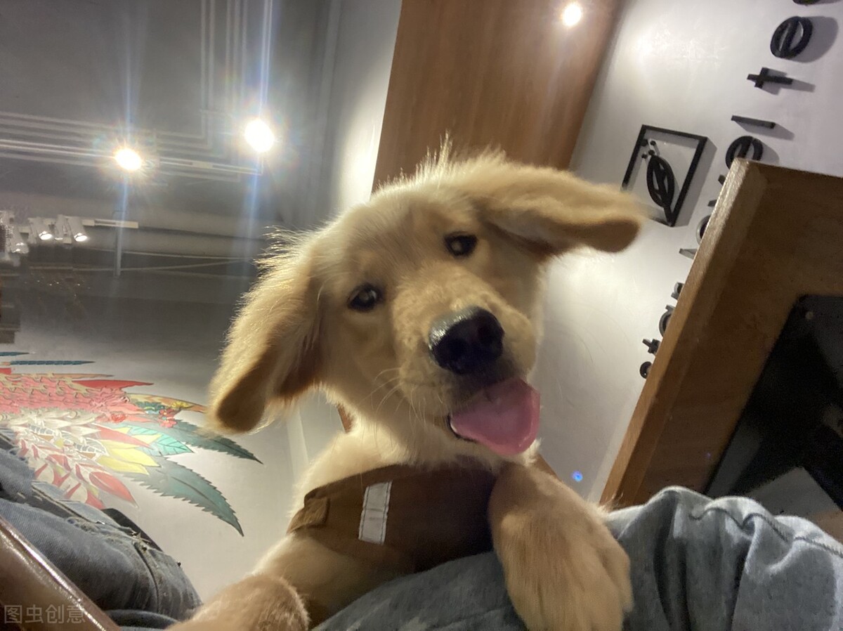 宠物的寿命和人类相比,哪些宠物寿命比较长