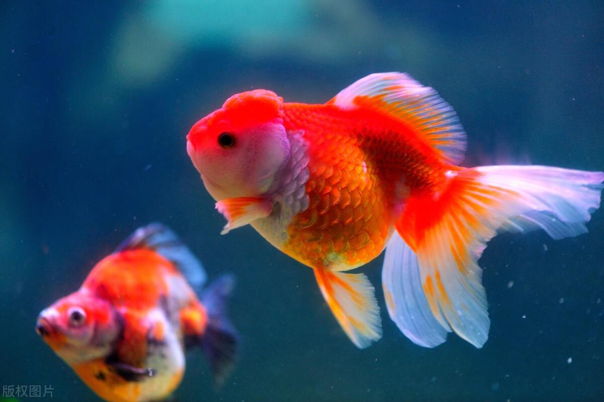 金鱼喂食水蚤优缺点,金鱼几天不喂食会死