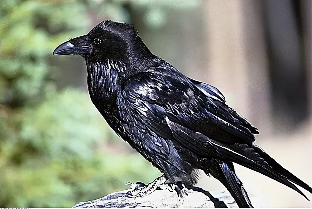 鐧鹃笩楦ｆ槬楂樻竻鍥剧墖,鐧鹃笩楦ｆ槬椋庢櫙瑙嗛