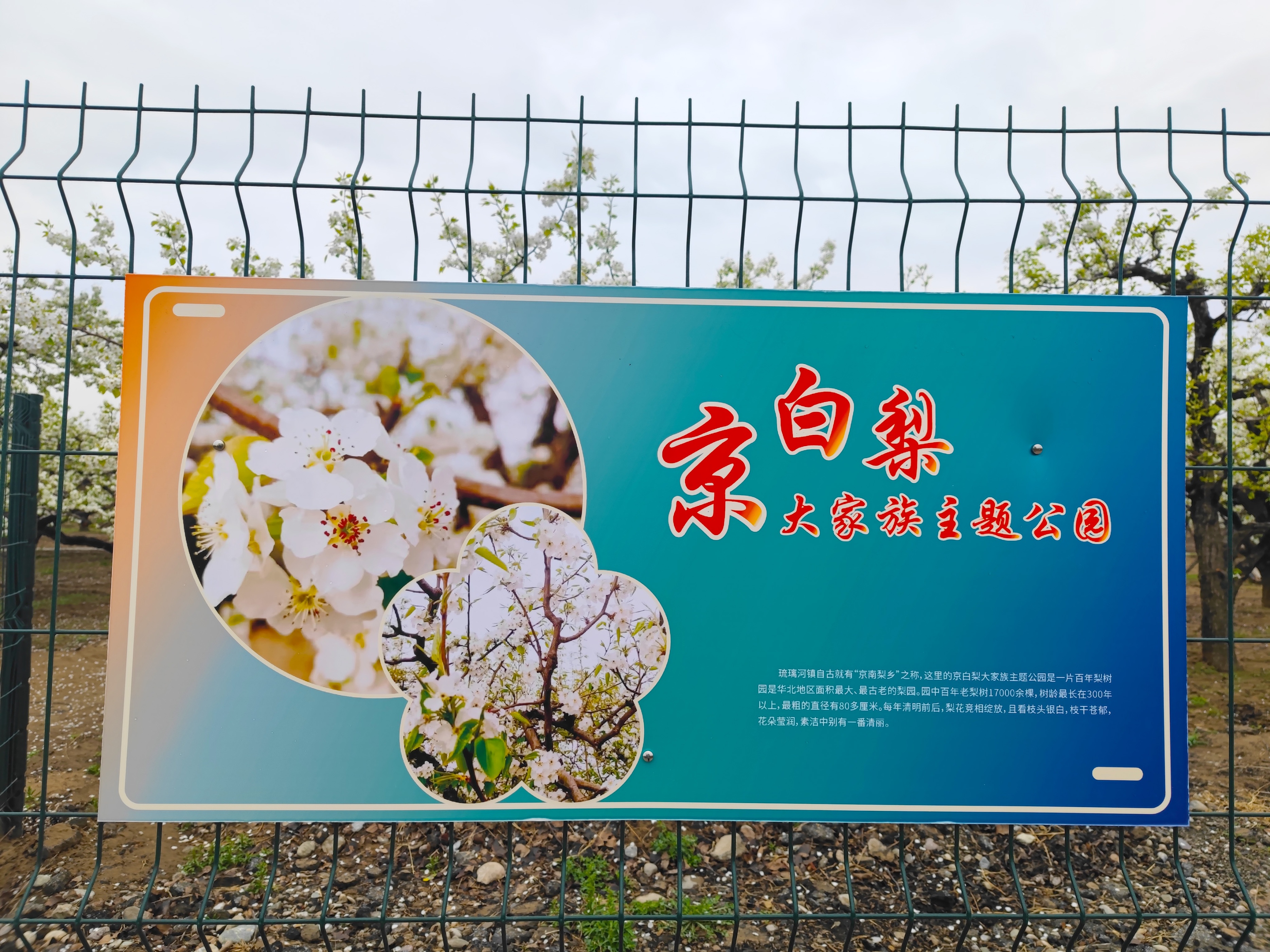 北京万亩梨花园,踏青好去处梨花节打卡地