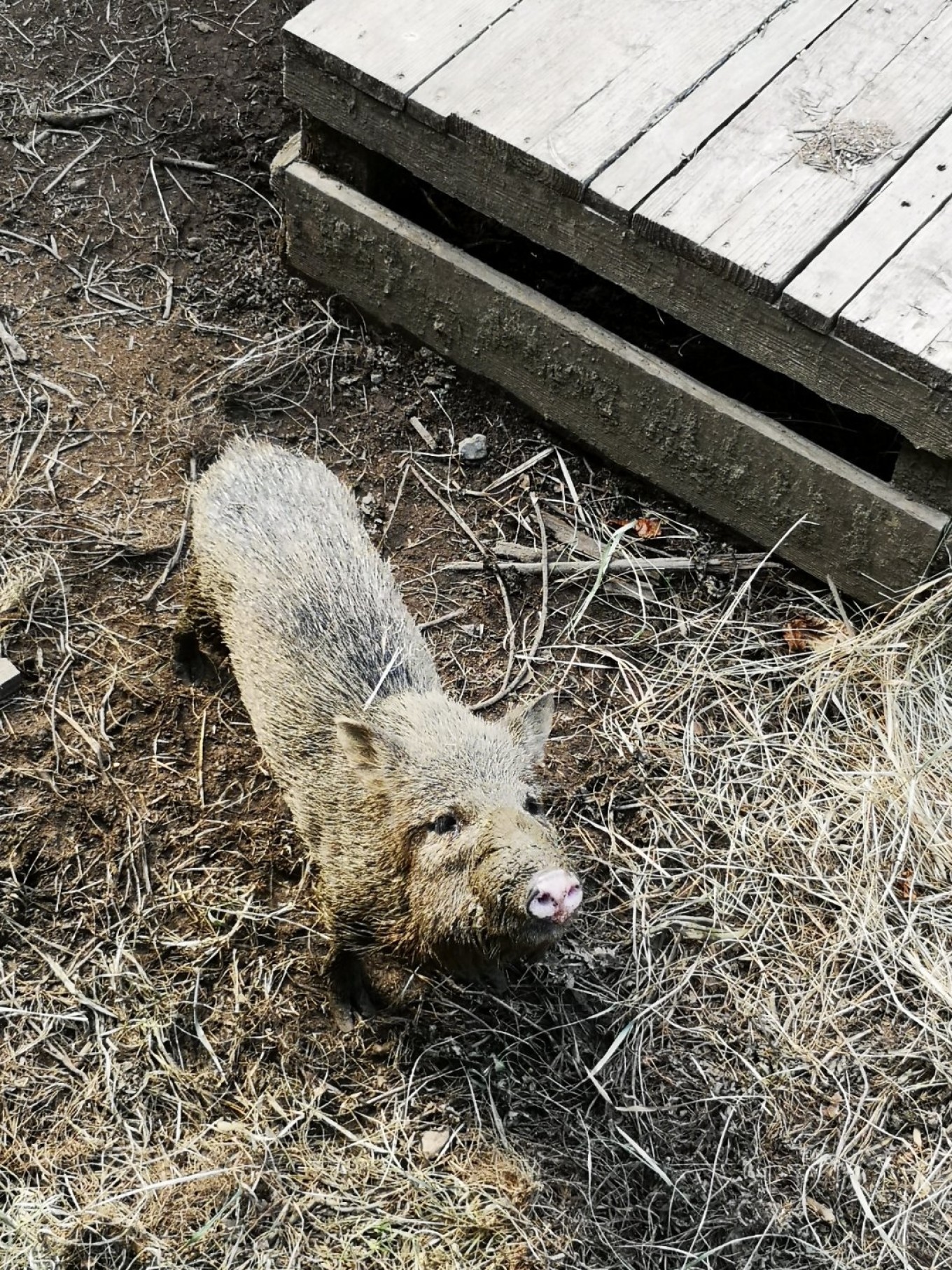 暑期档2019年,2019年暑期档