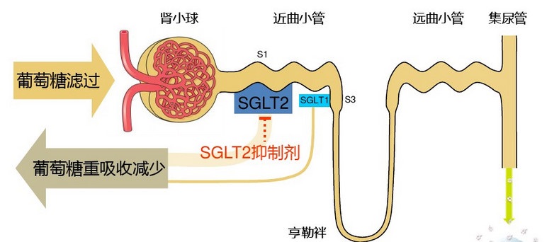 降糖药达格列净药效多久,降糖药达格列净应注意什么