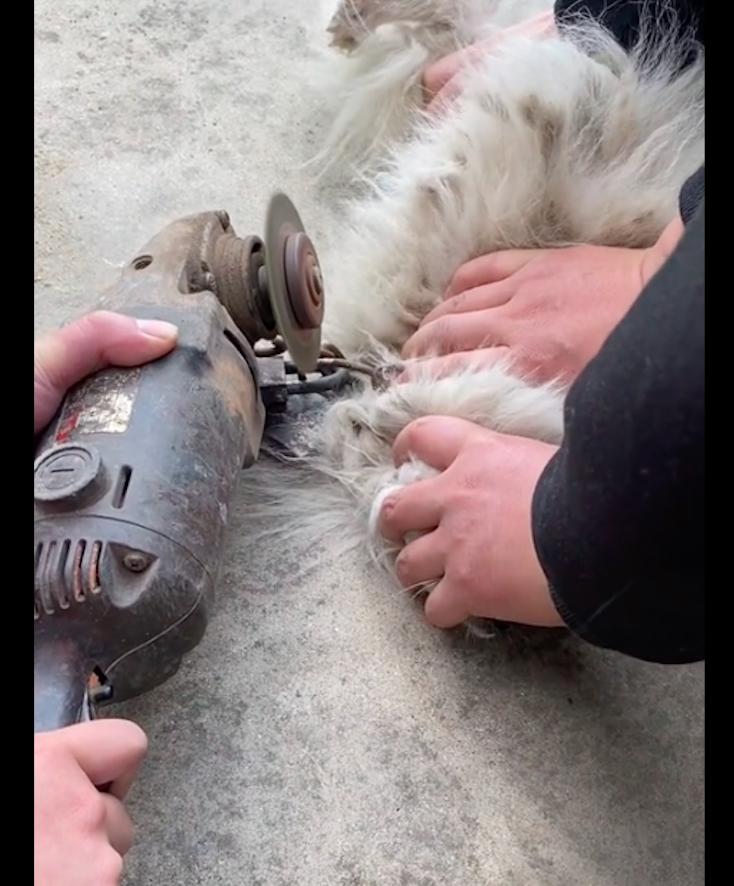 狗狗不听话把它拴起来,狗狗太凶了拴不住要把它关住