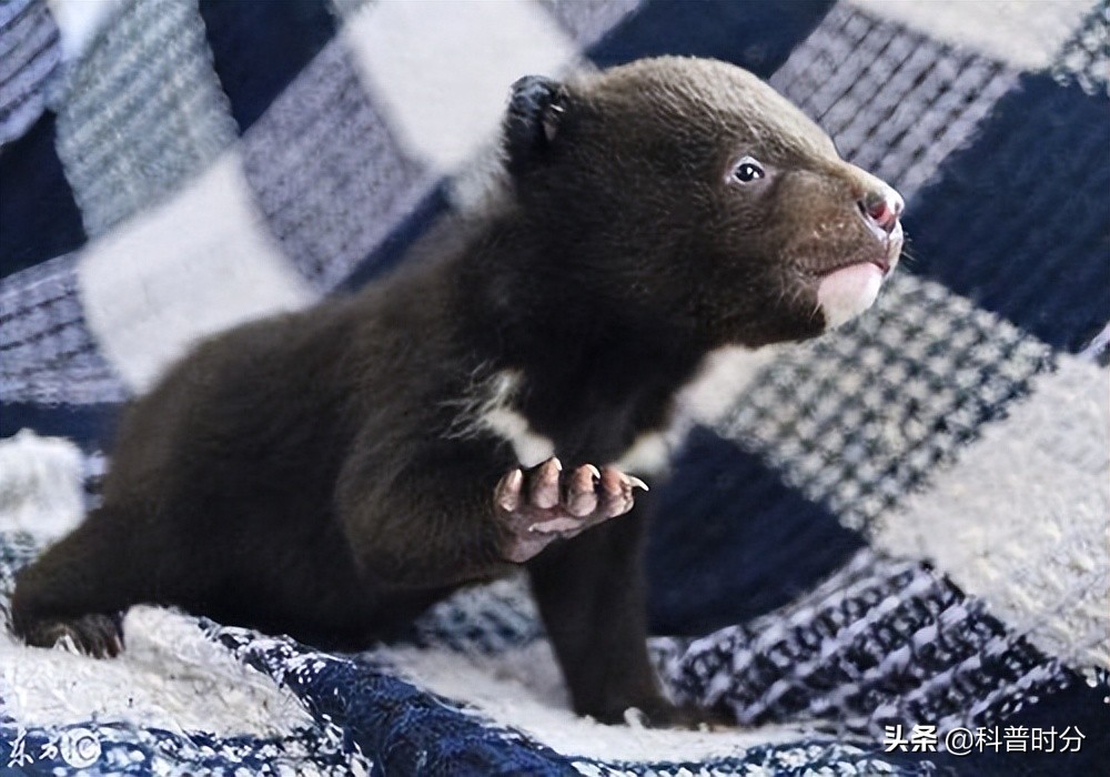 小黄毛捡到一只小狗,15年前村民捡到一只小狗