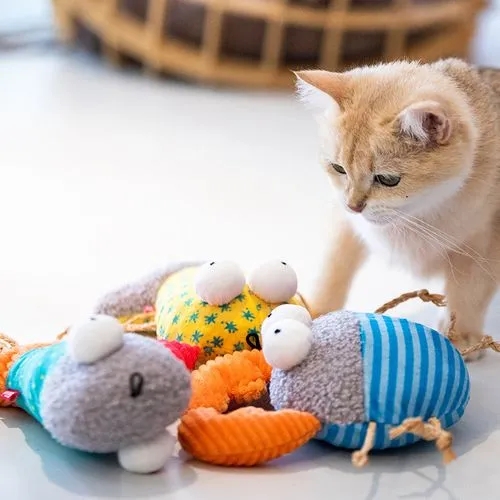 新手养猫vs养猫六年,新手养猫和老手养猫清洁耳朵