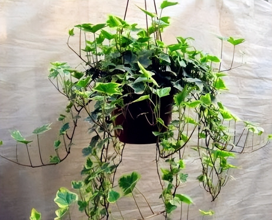 绿植客厅大摆件好养耐活吸甲醛,吸甲醛最好的植物排名好养