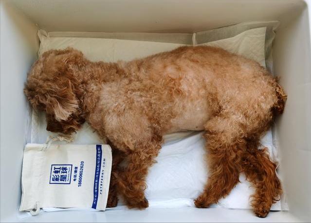 狗狗去世后，该如何处理呢？