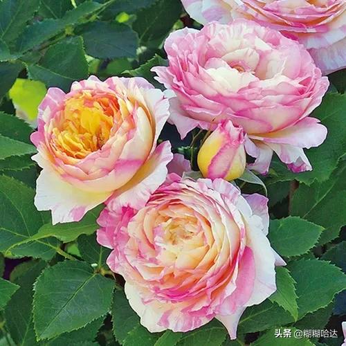 赏心悦目的花朵，风采万千，千姿百态，魅力无限，太美了