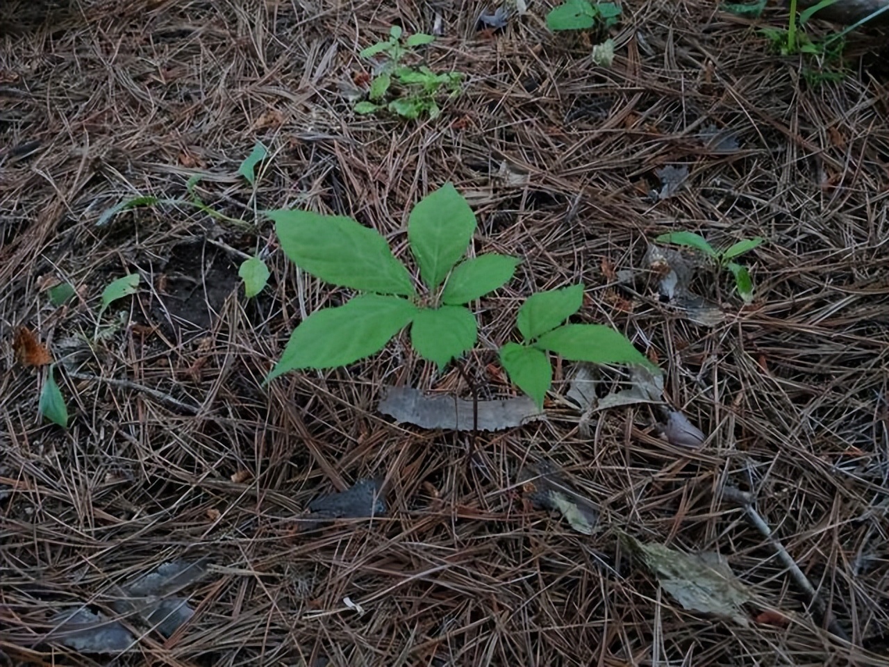 人参和园参品种一样吗,野生人参8两多少钱