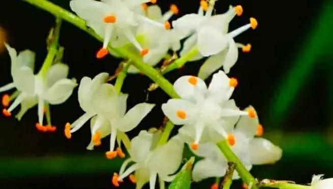 小小花朵——非洲天门冬