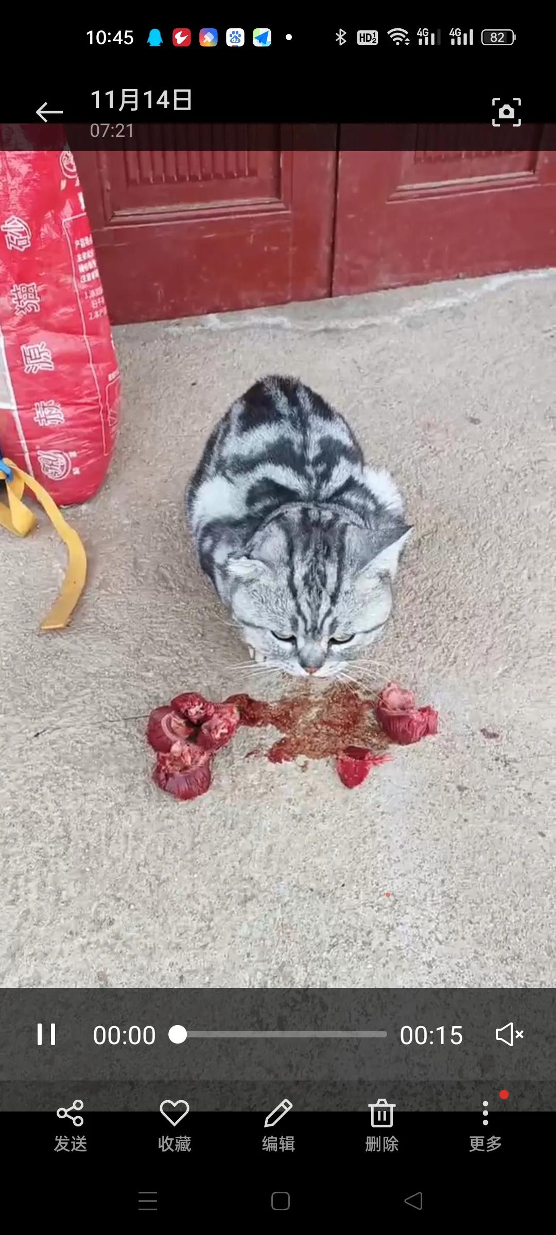 我和咪咪的故事(二)