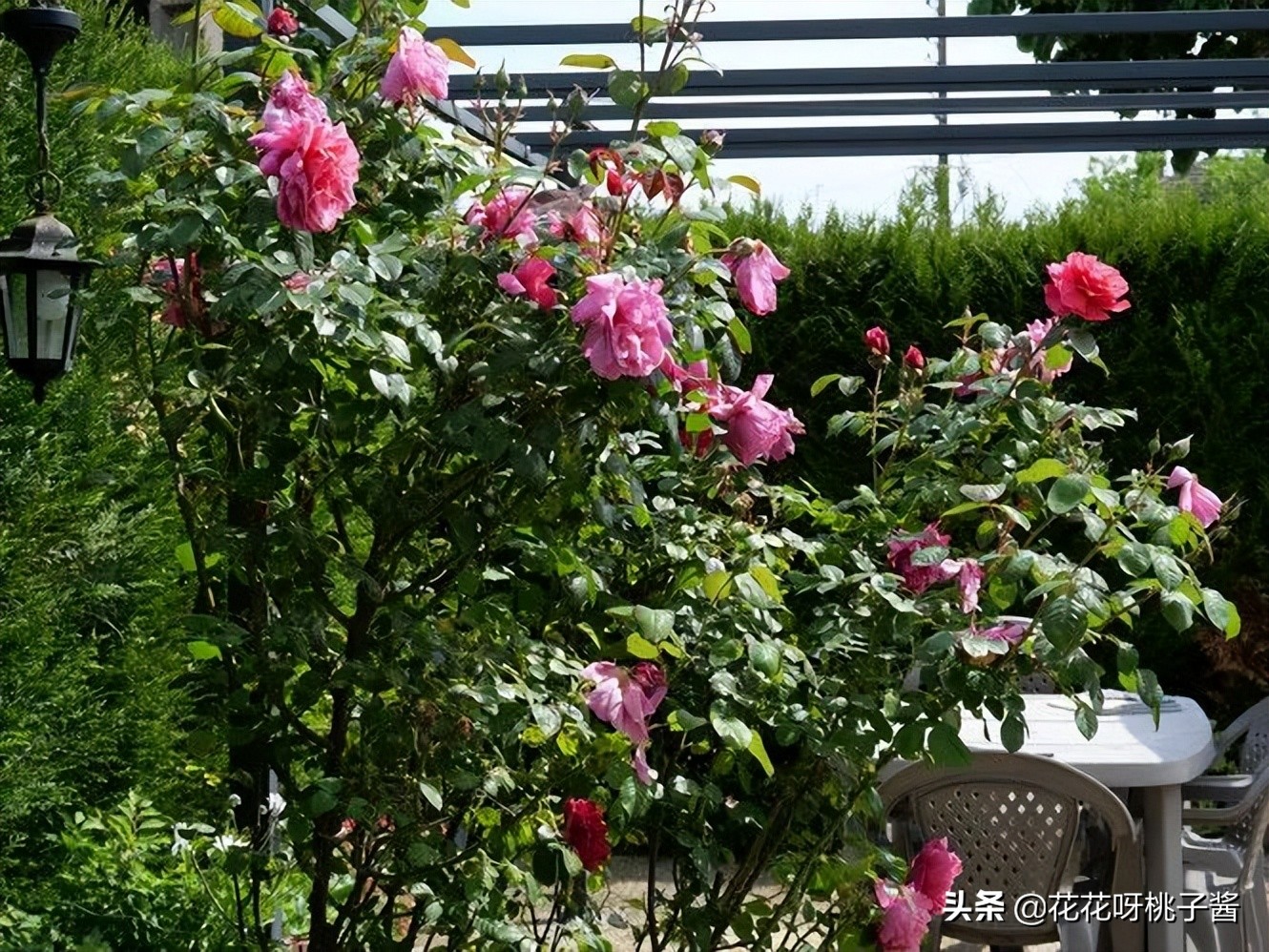 黄色月季哪个品种耐热耐晒抗病强,最耐热耐晒的切花藤本月季品种