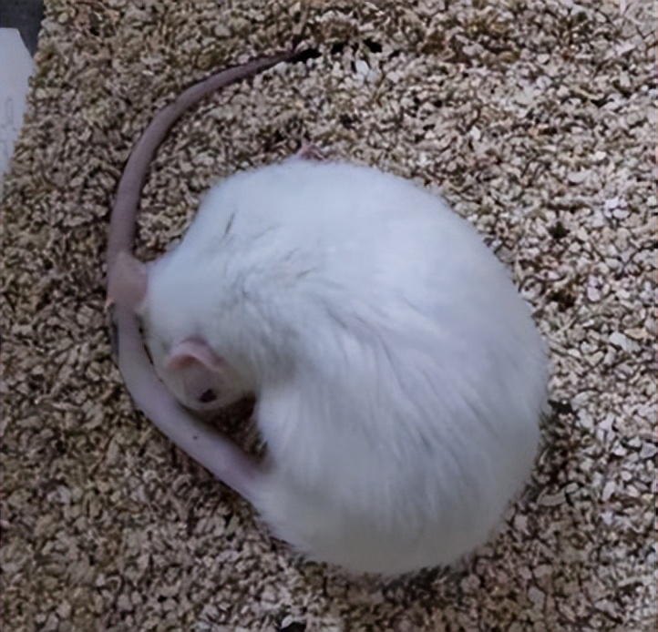 6-OHDA诱导大鼠模型|动物模型构建|大鼠模型构建服务