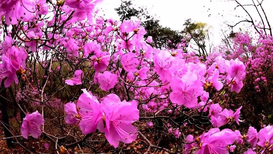 黄冈杜鹃花海景区,黄岗梁的杜鹃花开了吗