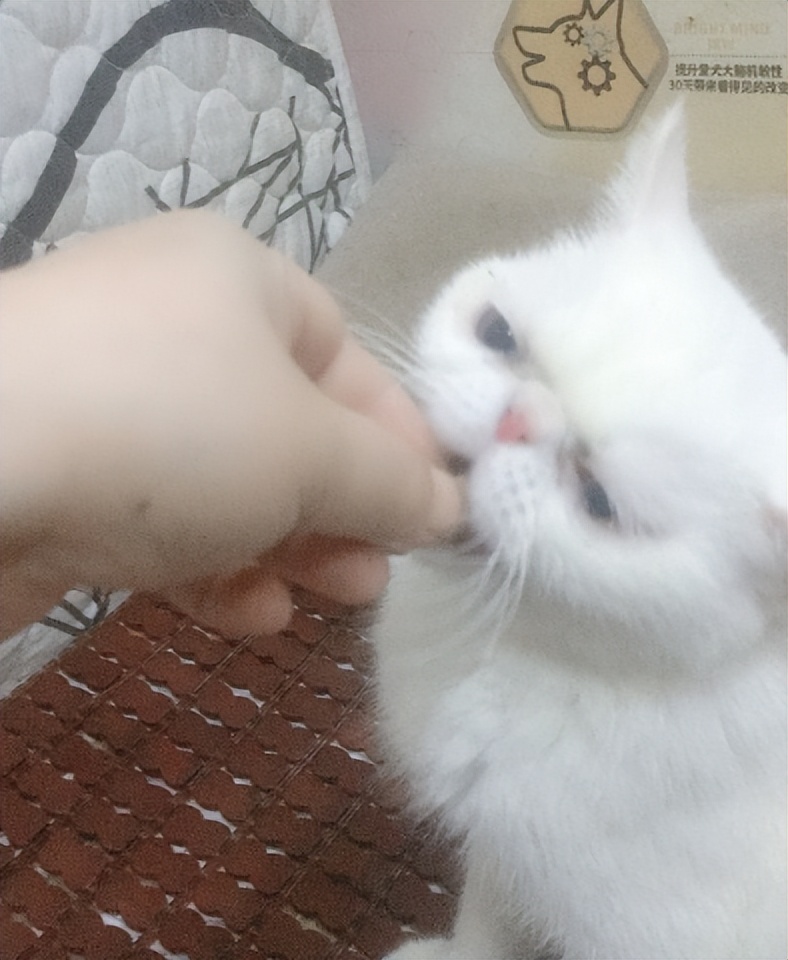 猫冻干粮评测,猫冻干测评推荐图文