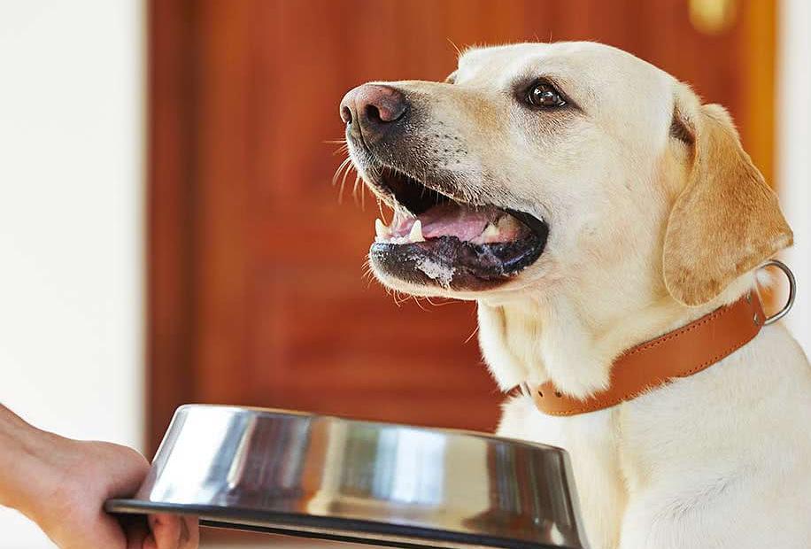 如何挑小狗不会挑到病狗,狗市挑狗的注意事项